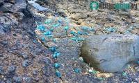 Ảnh Phát hiện mới về những mối đe dọa từ "plastitar"
