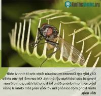 Ảnh Phát hiện chấn động về chặng đường tiến hóa biến thực vật thành loài cây ăn thịt