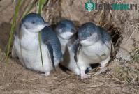 Ảnh Thiếu ăn, hàng trăm chú chim cánh cụt chết la liệt dọc các bãi biển ở New Zealand