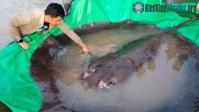 Ảnh Ngư dân Campuchia bắt được con cá nước ngọt lớn nhất thế giới trên sông MeKong
