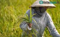 Ảnh Hiện tượng "Lúa ma" xuất hiện ở Hà Nam có thể là do lai tạp giống