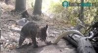 Ảnh Linh miêu tử chiến với rắn đuôi chuông và cái kết