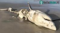 Ảnh Quái vật tiêu diệt Megalodon đang bị một loài vật đáng sợ hơn tàn sát