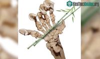 Ảnh Hoá thạch với khoảng 8 triệu năm giải mã nhiều bí ẩn về gấu trúc