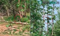 Ảnh Báo hoa mai ngã nhào xuống đất sau cú nhảy "chuyền cành" bắt khỉ con
