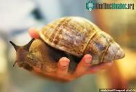 Ảnh Những con ốc sên khổng lồ mang ký sinh trùng gây bệnh dịch viêm màng não ở người