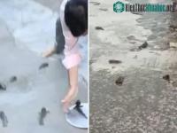 Ảnh "Cơn mưa cá" bất ngờ đổ tới tấp xuống thành phố Ấn Độ