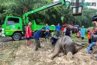 Ảnh Chạy đua với thời gian giải cứu voi mẹ và voi con mắc kẹt dưới cống