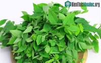 Ảnh Rau ngót chứa hoạt chất giúp đàn ông tăng cường sinh lý