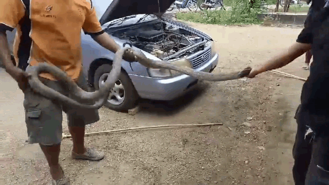 Ảnh Kinh hoàng với cảnh rắn hổ mang chúa dài 5m trốn trong động cơ ôtô