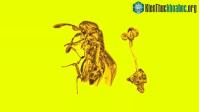 Ảnh Kỳ lạ miếng hổ phách có bông hoa và con ong bắp cày VỚI 30 triệu năm còn nguyên vẹn