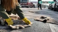 Ảnh Giải pháp ngăn ô nhiễm dầu tràn bằng thảm làm từ tóc người