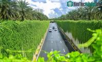 Ảnh Con đường "bức tường xanh" đẹp giống trên phim ở Hà Nội
