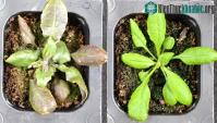 Ảnh Thực vật biết tự sản xuất ra thuốc giảm đau lúc khẩn cấp