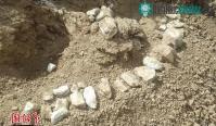 Ảnh Khai quật hóa thạch hệ động vật Hipparion 8 triệu năm tuổi ở Tân Cương