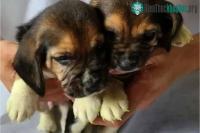 Ảnh Lần đầu tạo ra chó theo phương pháp biến đổi gene kết hợp với nhân bản