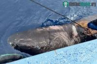 Ảnh Cá mập Greenland bất ngờ xuất hiện ở vùng biển Caribbean