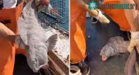 Ảnh Cá sói khổng lồ tiêu diệt toàn bộ tôm hùm trong lưới của ngư dân Mỹ