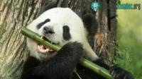 Ảnh Những con gấu trúc khổng lồ cuối cùng của châu Âu đã yếu đến nỗi không thể ăn tre