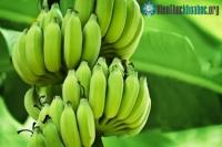 Ảnh Tinh bột có trong chuối xanh giúp làm giảm hơn 50% lượng tế bào ung thư ở con người