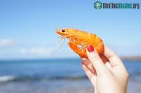 Ảnh Các nhà khoa học Mỹ đã chế tạo bê tông từ vỏ tôm như thế nào mà có thể chắc chắn đến vậy?
