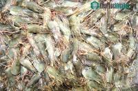 Ảnh Công nghệ mới làm tăng giá trị từ phụ phẩm tôm gấp hơn 4 lần