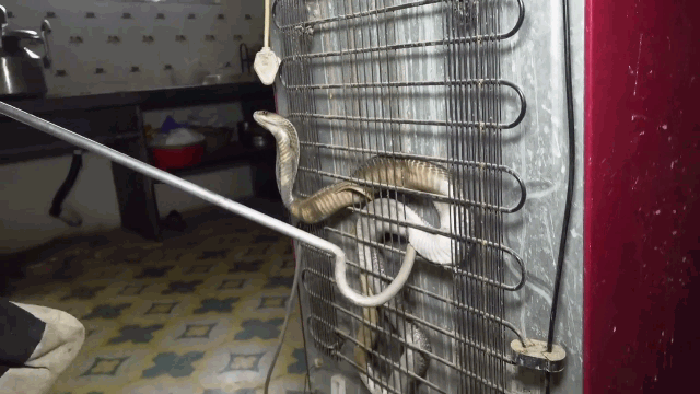 Ảnh Bị vây bắt, rắn hổ mang hung hăng tấn công người