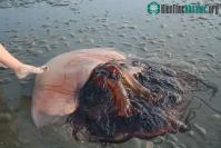 Ảnh Sứa độc khổng lồ bất ngờ trở thành tâm điểm trên mạng xã hội
