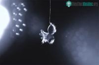 Ảnh Nghiên cứu mới về giấc mơ của nhện nhảy