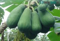 Ảnh Những tác dụng phụ đáng sợ khi ăn đu đủ, nhiều người không hề biết