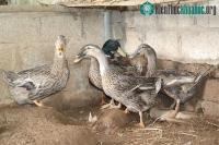 Ảnh Giống vịt Trạc Nhật quý hiếm đang đứng trước nguy cơ tuyệt chủng