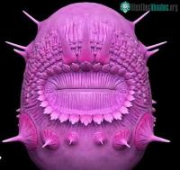 Ảnh Sinh vật không có hậu môn giống Minion giận dữ không phải tổ tiên sớm nhất của loài người chúng ta