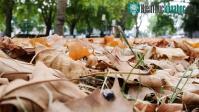 Ảnh Cảnh báo sự nguy hiểm của mùa thu "giả" ở nước Anh
