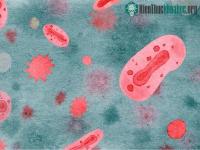 Ảnh Đột biến gene của virus đậu mùa khỉ khiến sự lây truyền thêm trầm trọng?
