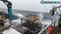 Ảnh Cua tuyết Alaska đang dần dần biến mất bí ẩn