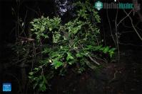 Ảnh Phát hiện ra loài thực vật cực kỳ nguy cấp trong Sách đỏ Liên minh Bảo tồn Thiên nhiên Quốc tế