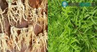 Ảnh Cây đinh lăng là vị thuốc bổ quý hiếm