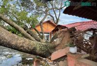 Ảnh Hàng loạt cây xanh bật gốc sau khi bão Maon đổ bộ