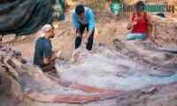 Ảnh Phát hiện ra bộ xương khủng long Sauropod hiếm thấy ở Bồ Đào Nha