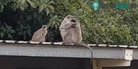 Ảnh Khoảnh khắc khỉ con sà vào vòng tay mẹ khiến nhiều người cay sống mũi