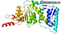 Ảnh Xác định được enzyme giúp việc sản xuất tinh trùng suốt đời