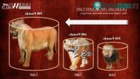 Ảnh Loài "mèo" lớn nhất thế giới, kích thước gần bằng một con hổ răng kiếm