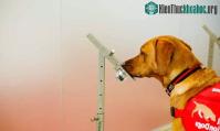 Ảnh Khứu giác của loài chó đặc biệt hơn những gì chúng ta biết