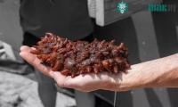 Ảnh Hawaii thử nghiệm nuôi hải sâm ở ao cá trên miệng núi lửa