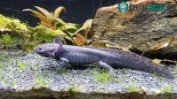 Ảnh Kỳ giông axolotl có thể đột ngột biến từ động vật sống dưới nước trở thành sinh vật trên đất liền?