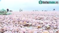 Ảnh Các nhà khoa học giải thích nguyên nhân ngao chết dạt vào bờ biển Nam Định