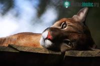 Ảnh Những sự thật kinh ngạc về báo Puma