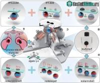Ảnh Robot chất lỏng có thể tự phân rã và tái tạo trở lại kích thước như ban đầu