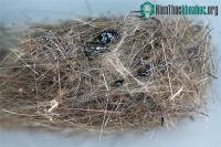 Ảnh Nhìn giống tổ chim nhưng thực ra đây lại là dung nham núi lửa!