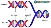 Ảnh Ứng dụng của ADN vào cuộc sống thường ngày có thể nhiều người chưa biết